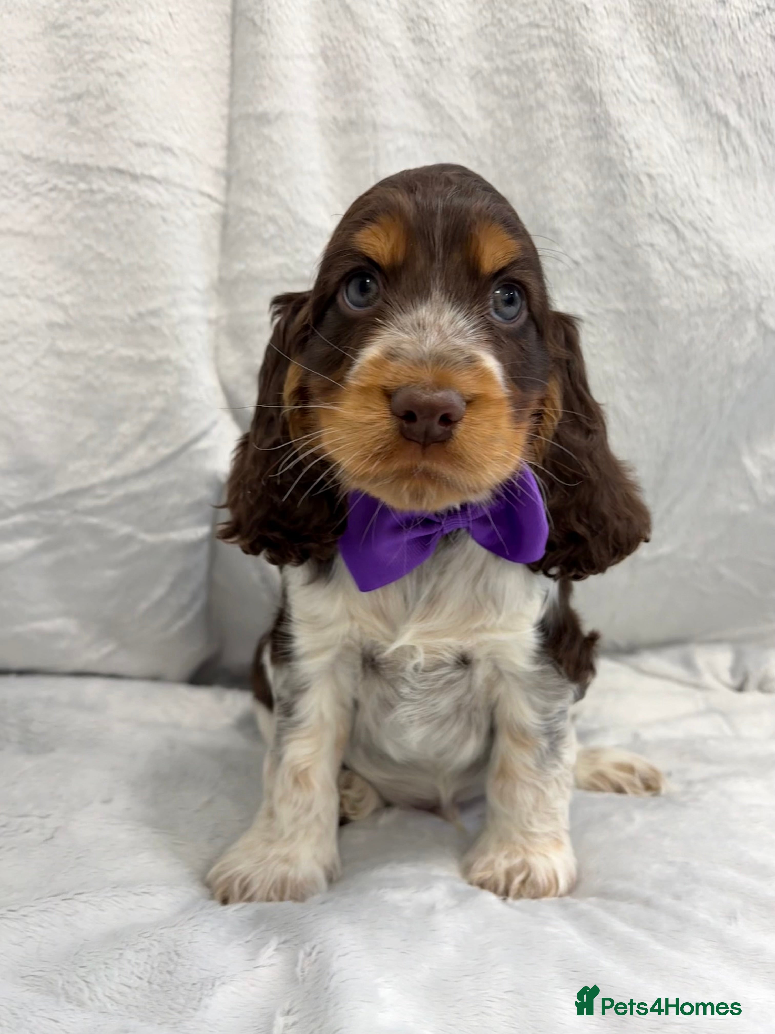 Cocker Spaniel dogs KC reg, health tested Cocker Spaniel pups - Advert 1