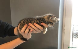 British Shorthair cats for sale: STUNNING AND LOVING BSH x DSH KITTENS - Image 10