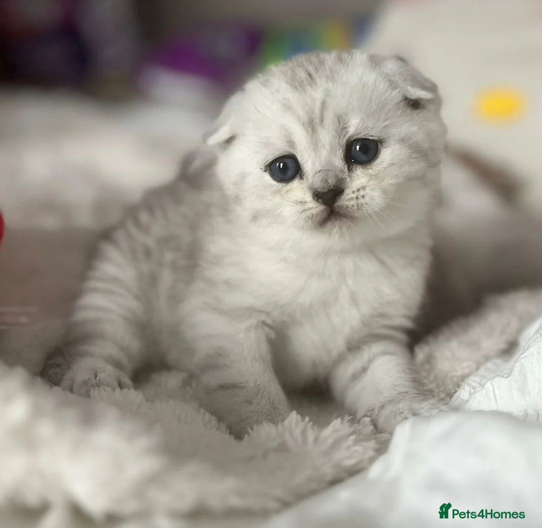 Scottish Fold cats for sale: Adorable Scottish Fold & Straight Kittens - Advert 11