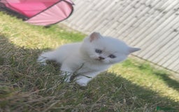 British Longhair cats for sale: 6 Adorable British ShortHair X LongHair kittens .  - Image 14