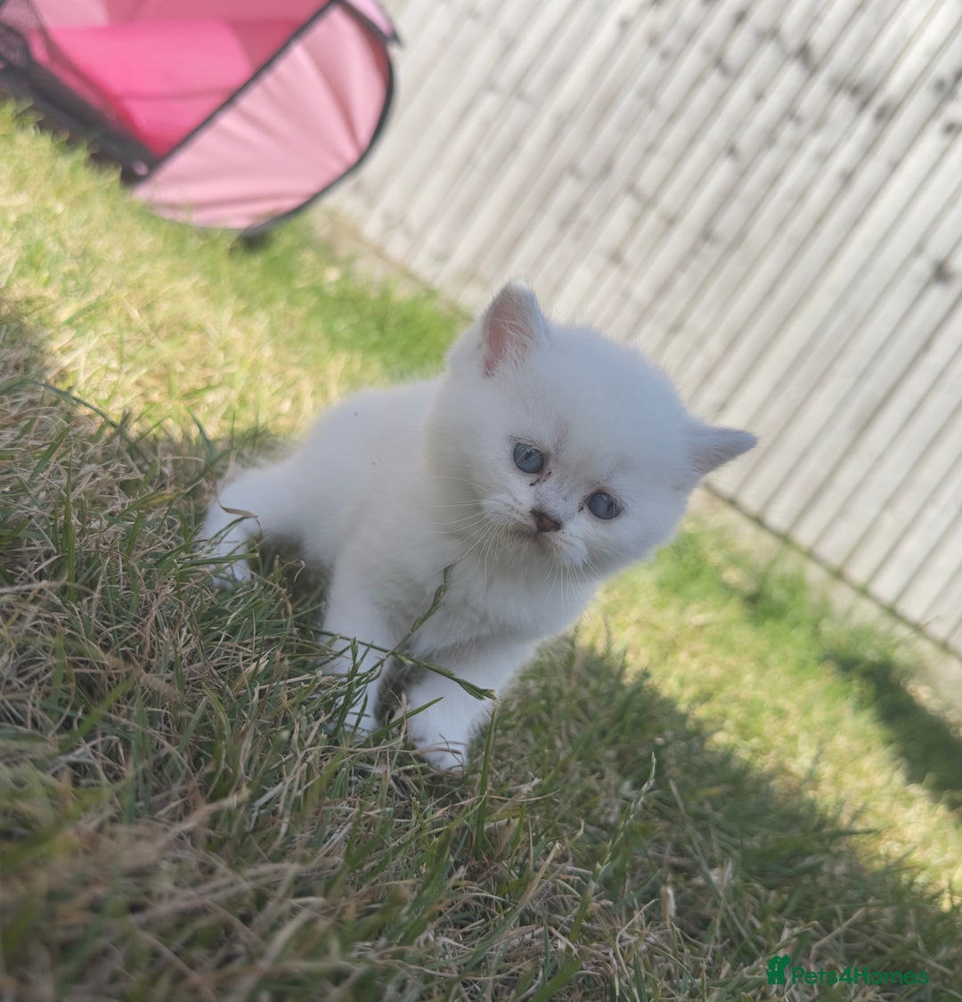 British Longhair cats for sale: 6 Adorable British ShortHair X LongHair kittens .  - Image 14