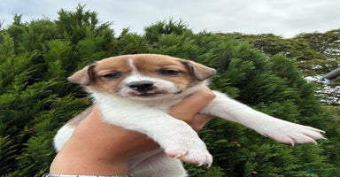 Jack Russell dogs - Advert 16