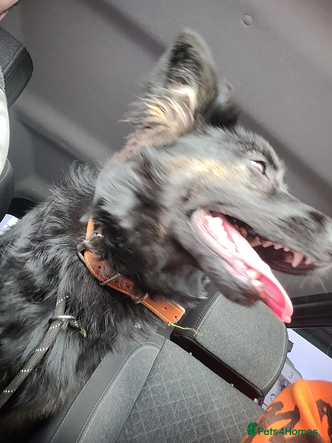 German Shepherd dogs for sale: German shepard pup in Wolverhampton - Advert 2