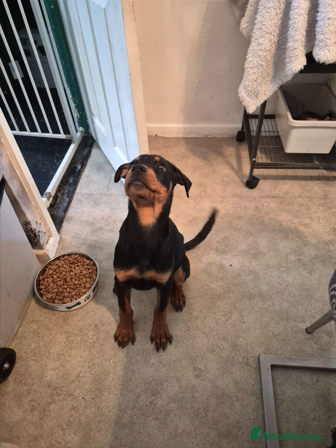 Rottweiler dogs for sale: Male rottweiler puppie - Advert 1