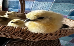 Chickens poultry for sale: Silkie and other chicks,growers and layers - Image 1