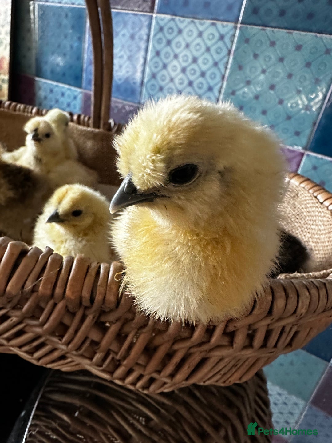 Chickens poultry for sale: Silkie and other chicks,growers and layers - Image 1