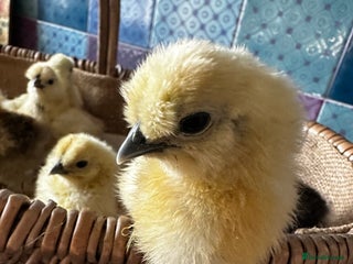 Chickens poultry - Advert 35