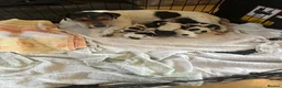 Jack Russell dogs for sale: Traditional Jack Russells - Advert 11