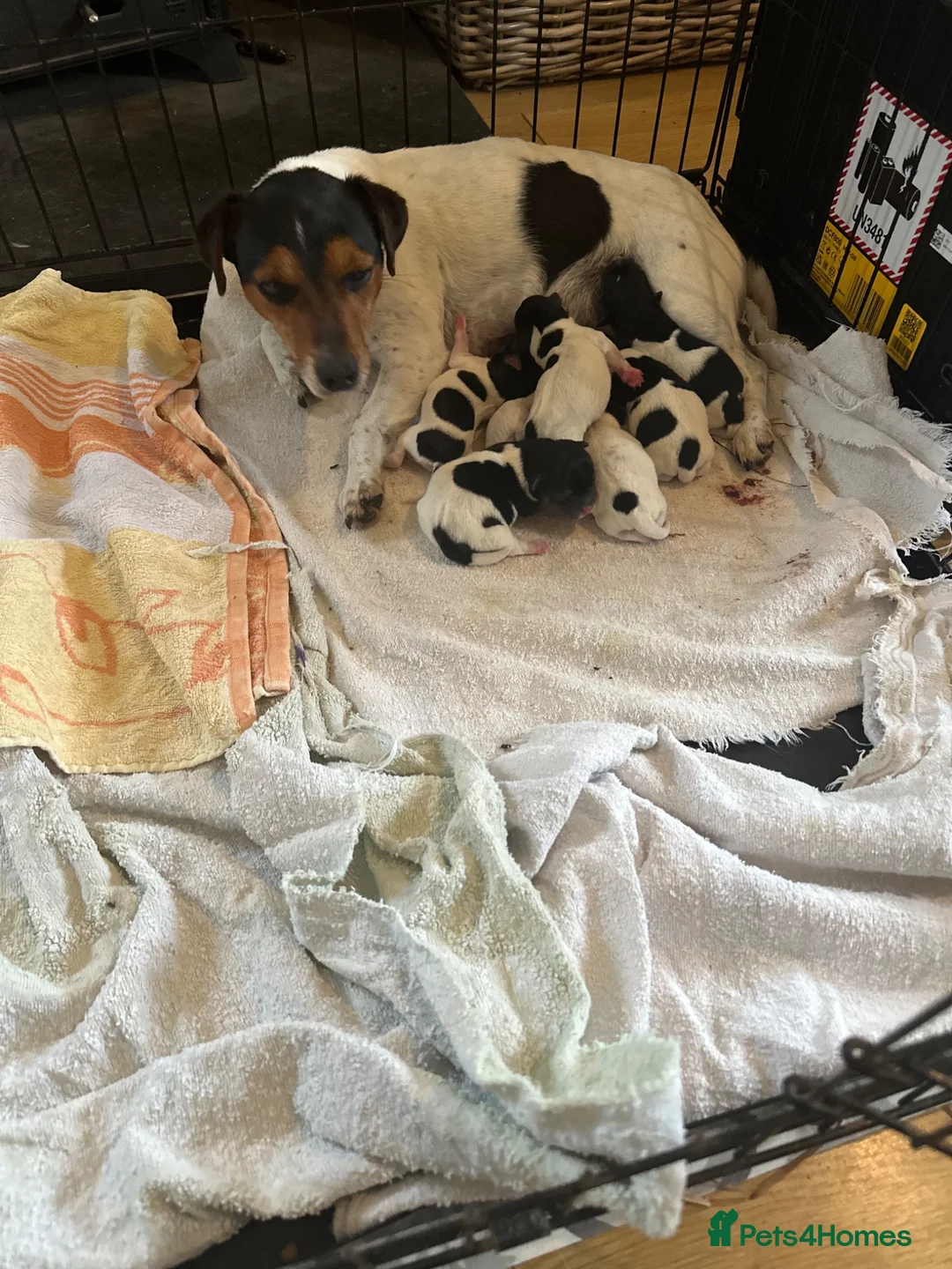 Jack Russell dogs for sale: Traditional Jack Russells - Advert 11