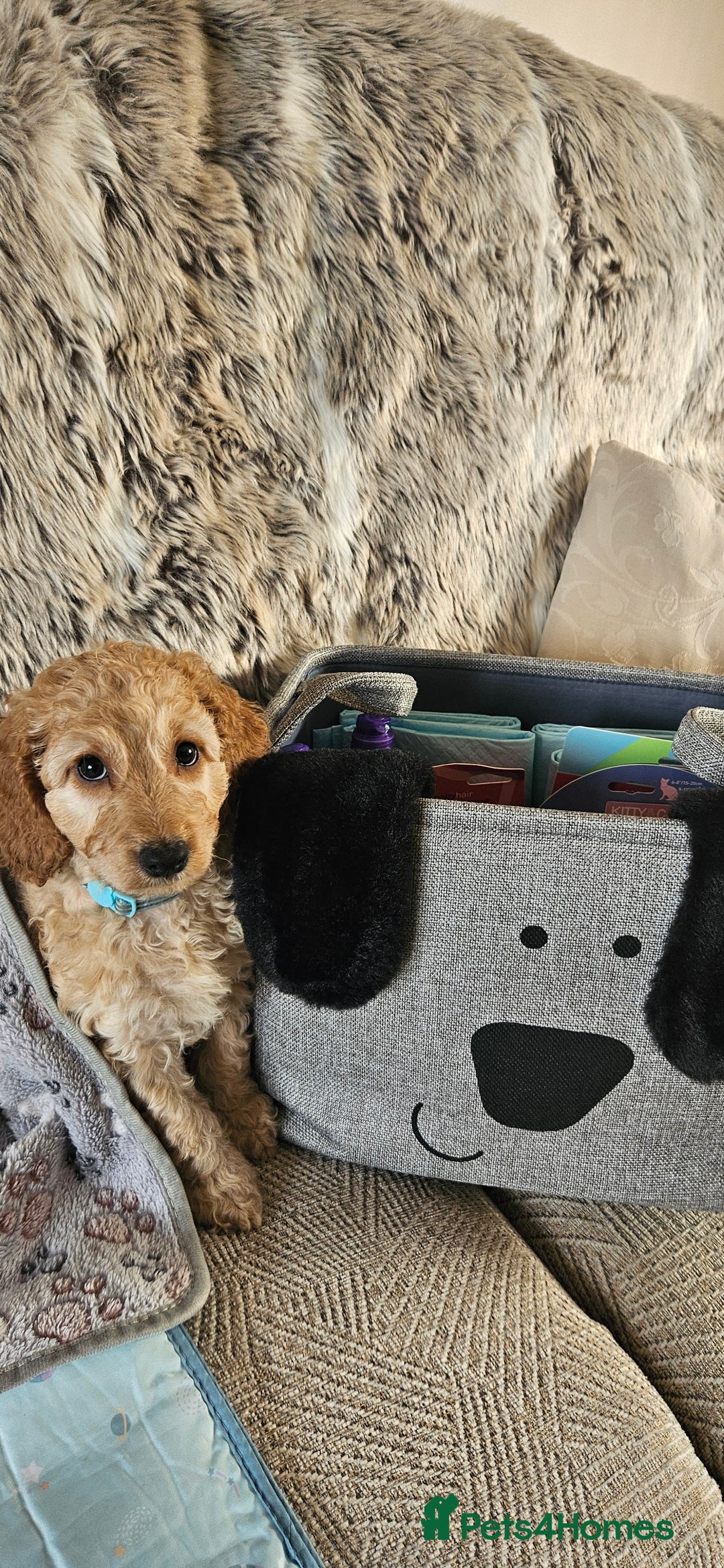 Cockapoo dogs for sale: Beautiful Cockapoos  - Image 1