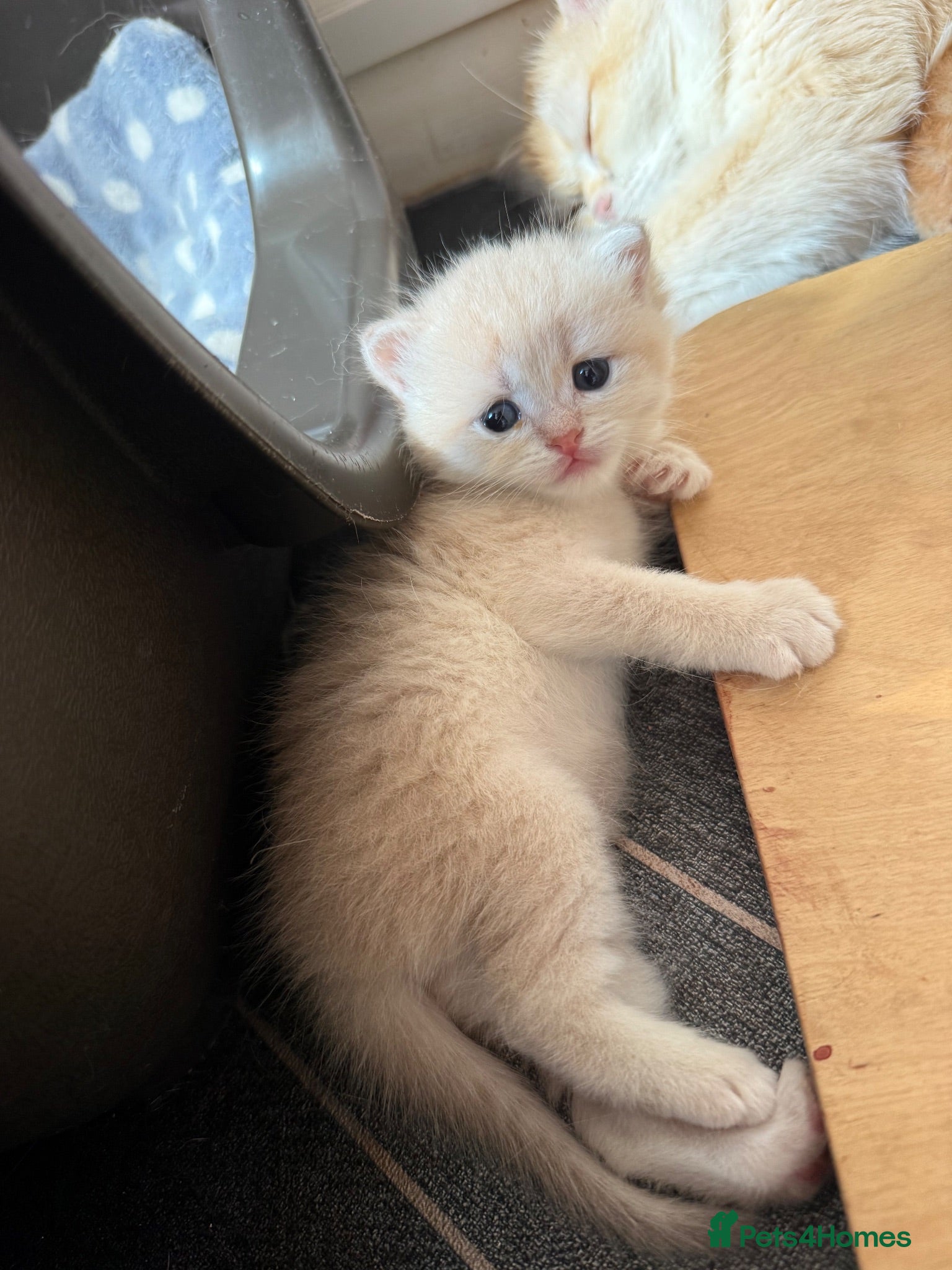 British Shorthair cats GCCF reg BSH Lilac, Blue, Chocolate Golden Kittens - Advert 1