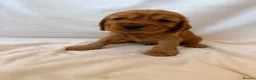 Cocker Spaniel dogs for sale: Fully heath tested Kc registered cocker spaniels - Advert 15