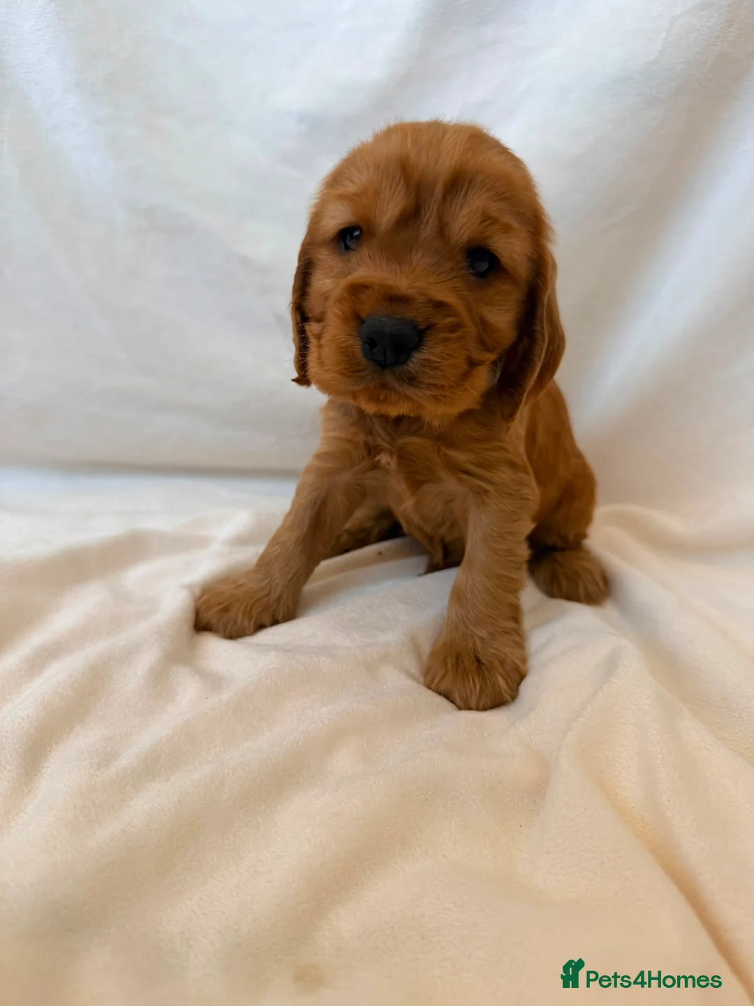 Cocker Spaniel dogs for sale: Fully heath tested Kc registered cocker spaniels - Advert 15