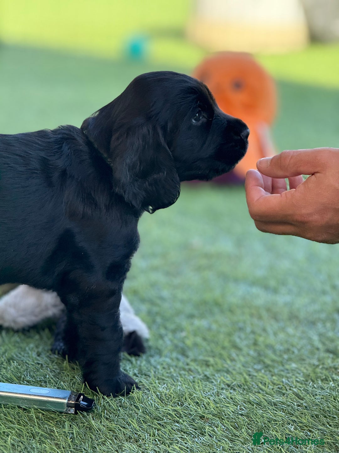 Cocker Spaniel dogs for sale: LAST BOY - Show Cocker Spaniel  in Newport - Image 12