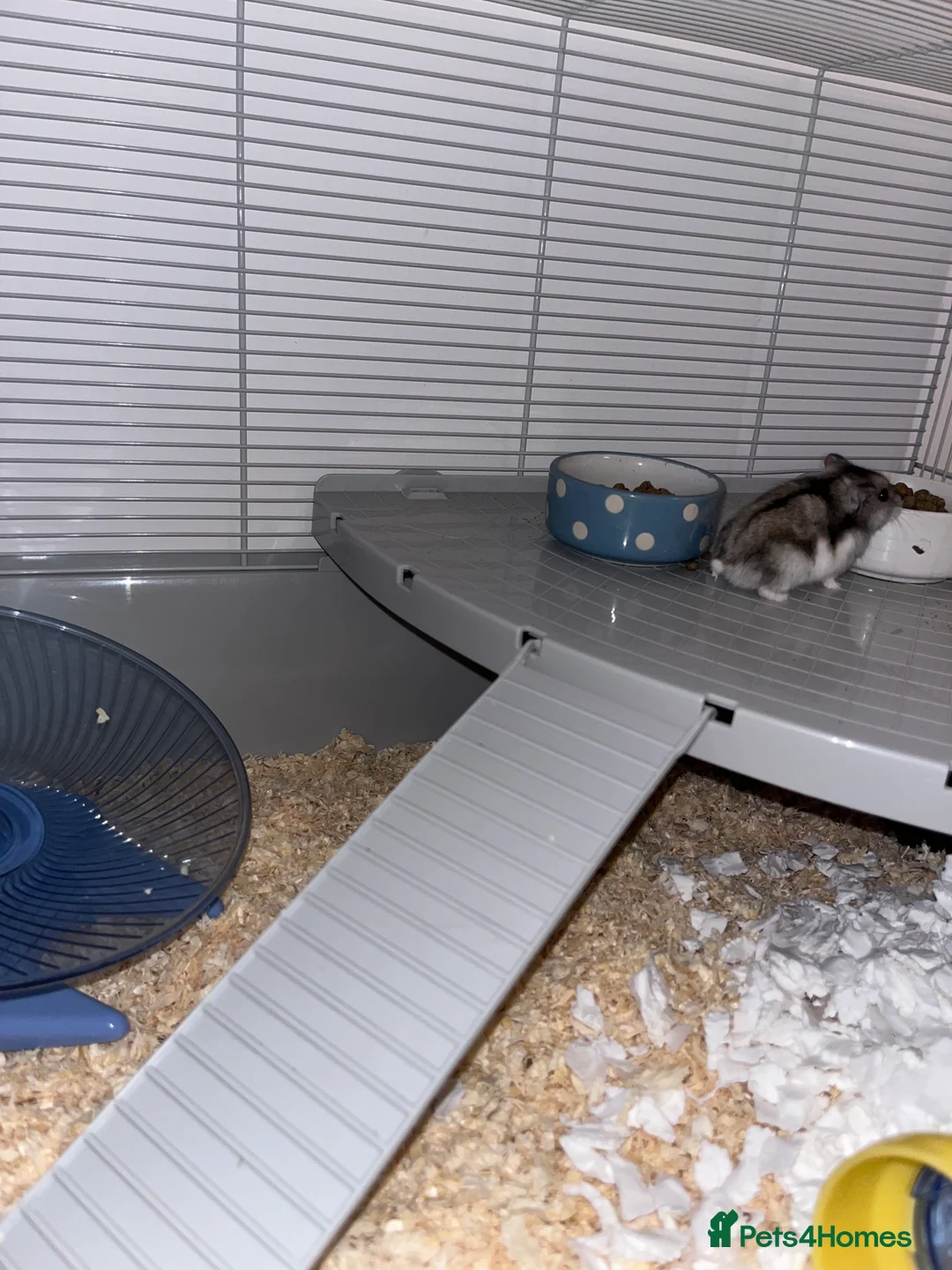 Hamster rodents for sale: 2 Male Russian Dwarf Hamsters  - Advert 5