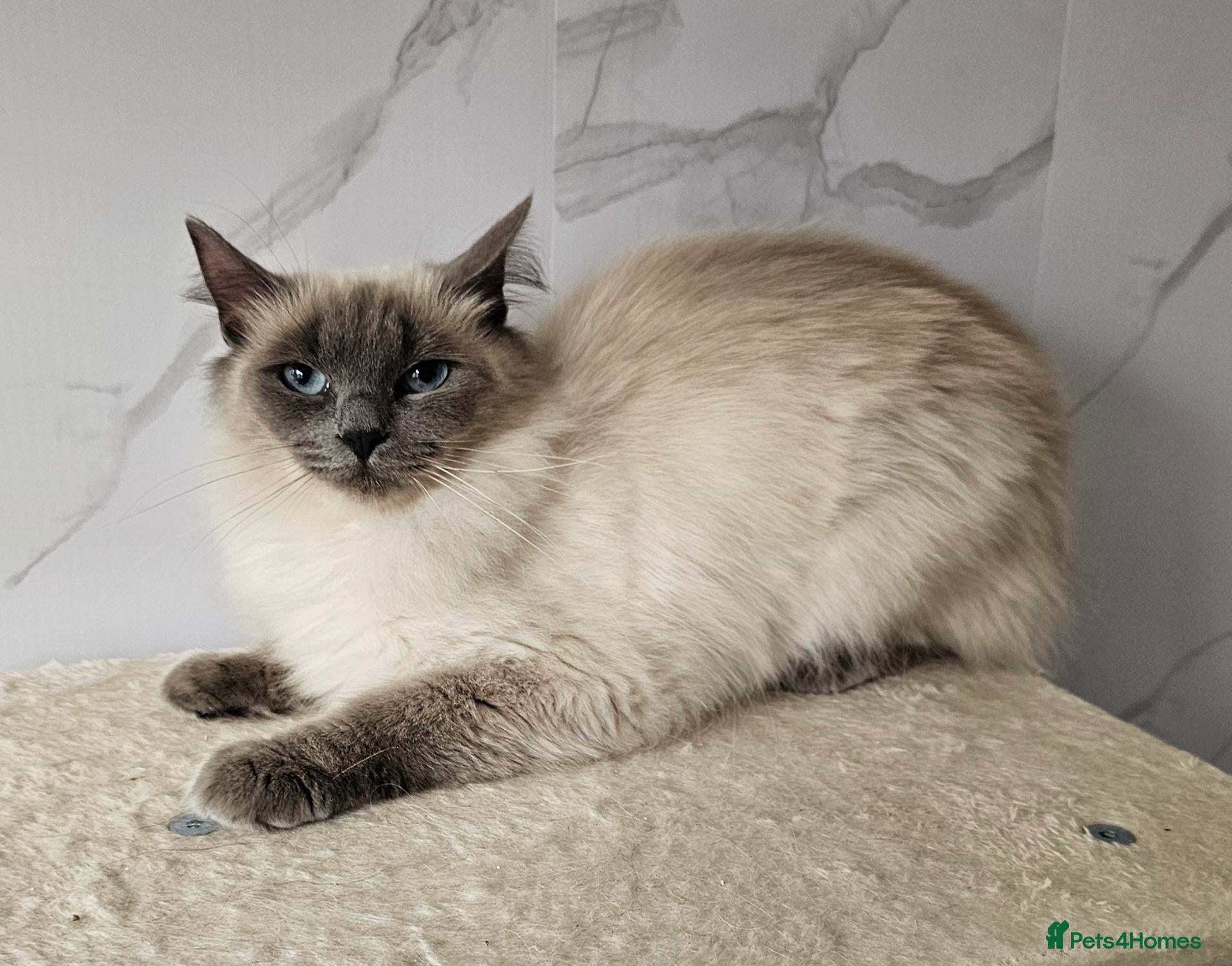 Ragdoll cats 2 GCCF ACTIVE females  - Advert 2