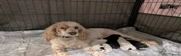 Cockapoo dogs for sale: Beautiful litter of 5 Cockapoos 1 girl left in Preston - Advert 14