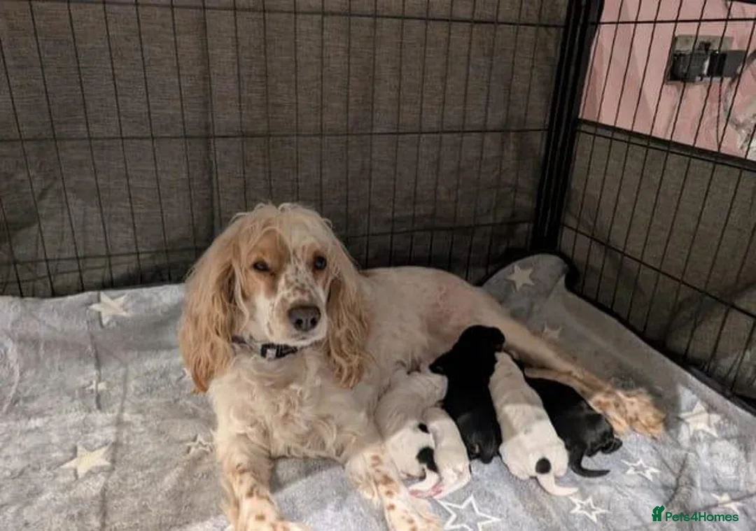 Cockapoo dogs for sale: Beautiful litter of 5 Cockapoos 1 girl left in Preston - Advert 14