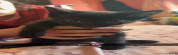 Bombay cats for sale: Beautiful kittens for sale  - Advert 5