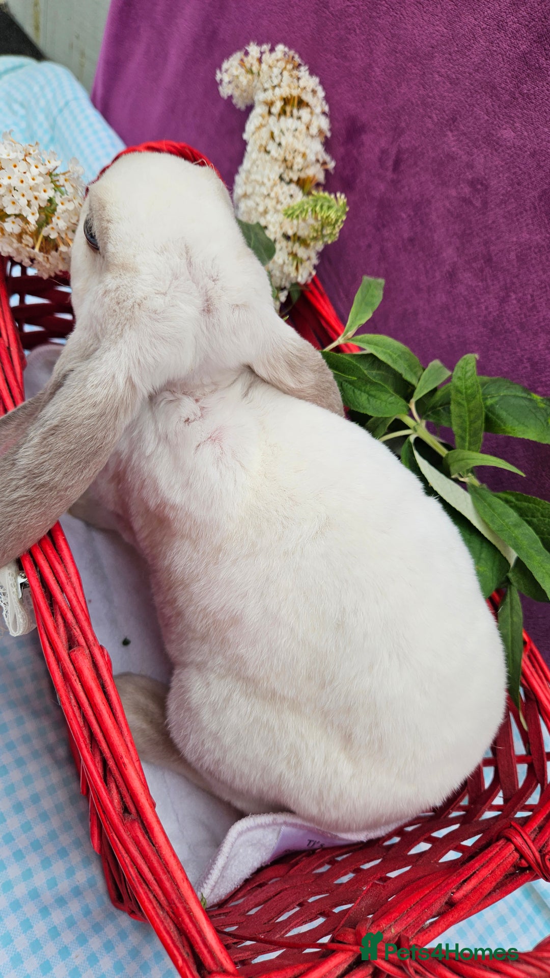 Mini Lop rabbits for sale: Baby velveteen lops & adult mini rex  - Image 5