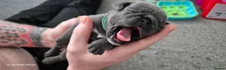 Pug dogs for sale: 3x pug girls 1x pug boy - Advert 13