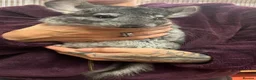 Chinchilla rodents for sale: 💙 Two Beautiful Std Grey Male Chinchillas 💙 - Advert 5