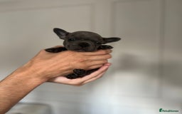 French Bulldog dogs for sale: KC Registered French Bulldogs  - Image 5