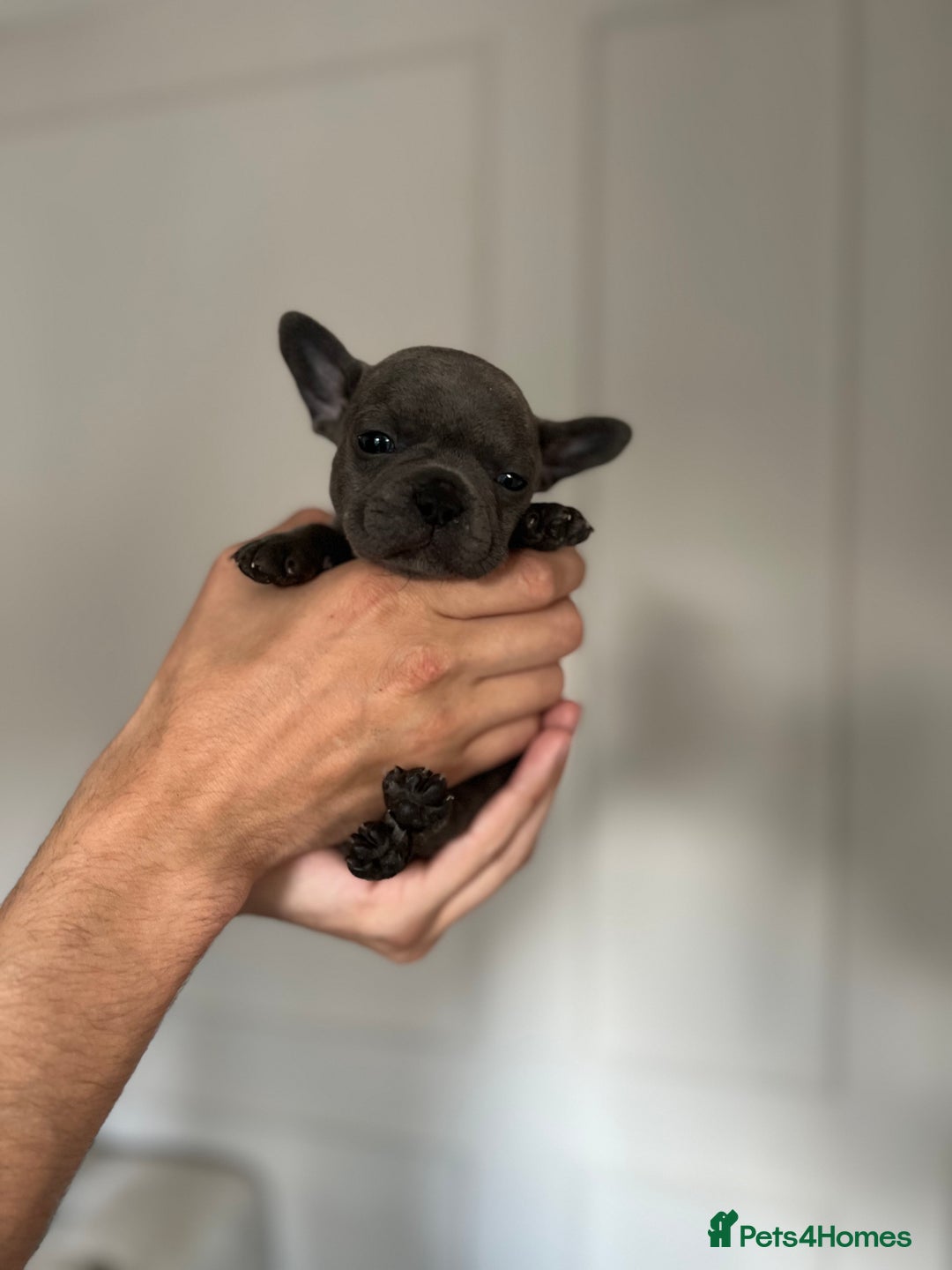 French Bulldog dogs for sale: KC Registered French Bulldogs  - Image 5