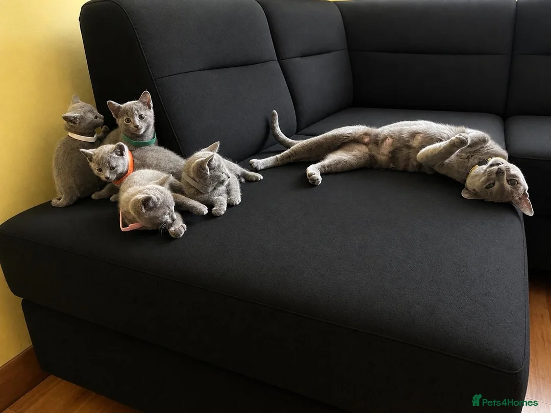 Russian Blue cats for sale: TICA REGISTERED Pure Breed Russian Blue Kittens - Advert 13