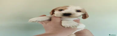Puppy 5