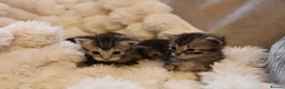 Mixed Breed cats for sale: Adorable mixed kittens for sale - Advert 2