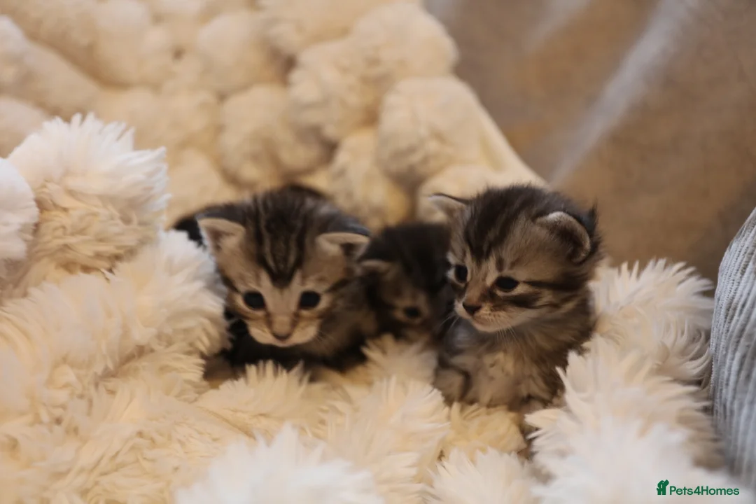 Mixed Breed cats for sale: Adorable mixed kittens for sale - Advert 2