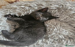 Mixed Breed cats for sale: 3 playful kittens  - Image 23