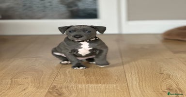 Mixed Breed dogs - Advert 12