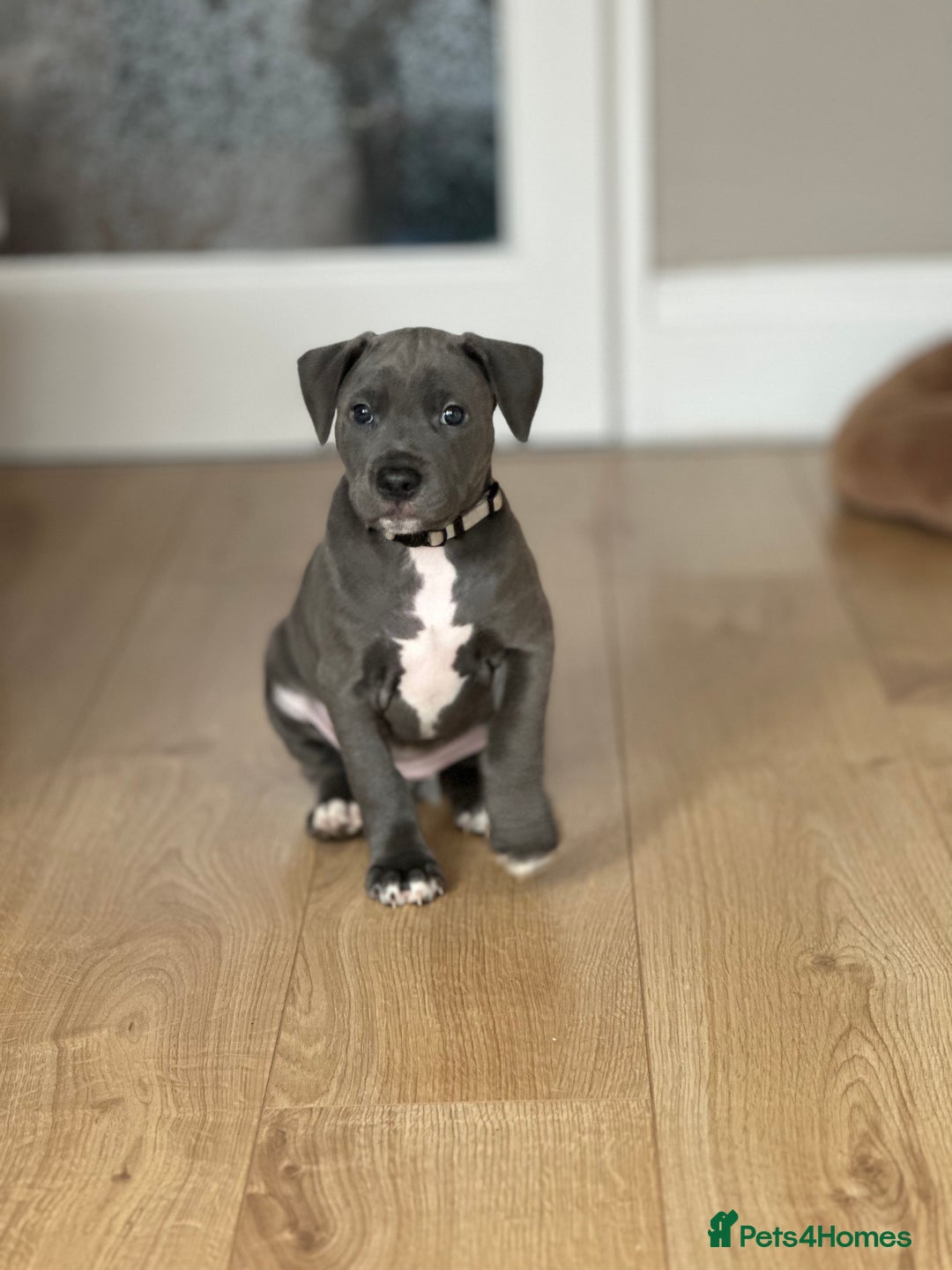 Mixed Breed dogs for sale: Staff x cane corso merle and grey pups for sale  - Image 3