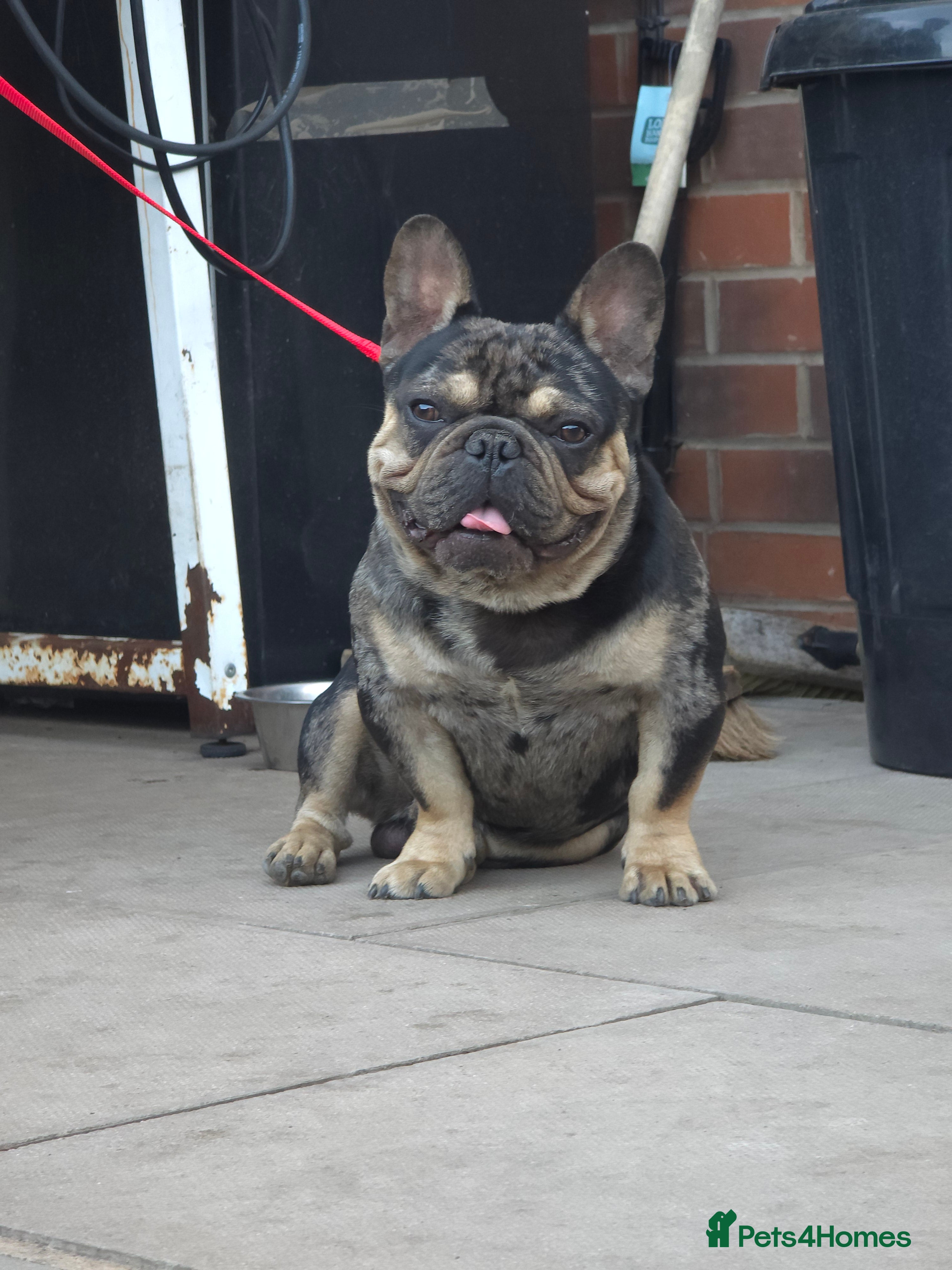 French Bulldog dogs French bulldog  - Advert 2