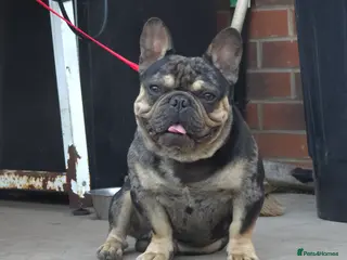 French Bulldog dogs French bulldog - Advert 2