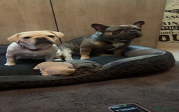 Mixed Breed dogs for sale: Frenchie x frug in Grimsby - Image 4