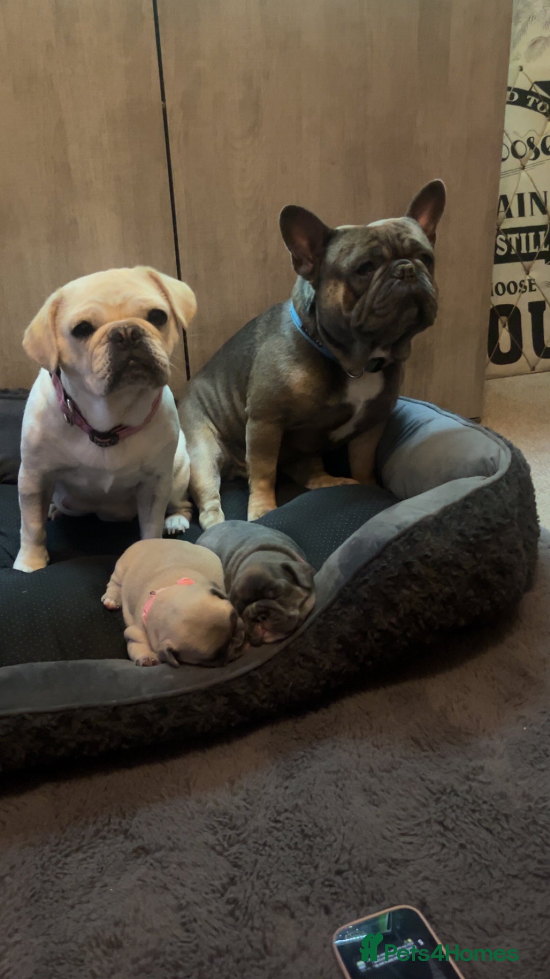 Mixed Breed dogs for sale: Frenchie x frug in Grimsby - Image 4
