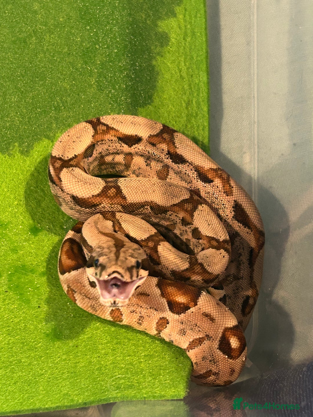 Boa Snake reptiles for sale: 2025 Boa Constrictor Babies in Letchworth Garden City - Image 14