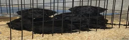 Cockapoo dogs for sale: ADORABLE COCKAPOOS  - Advert 17