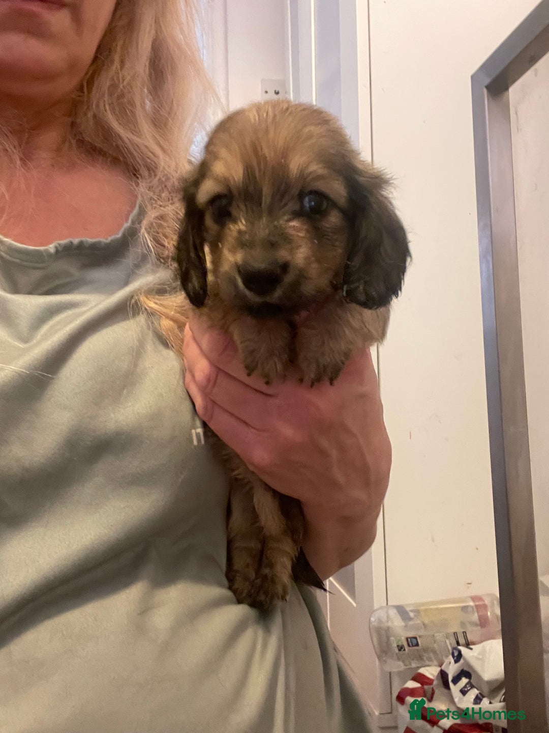 Miniature Dachshund dogs for sale: Quality KC Minature Longhaired Dachshund for sale  - Image 14