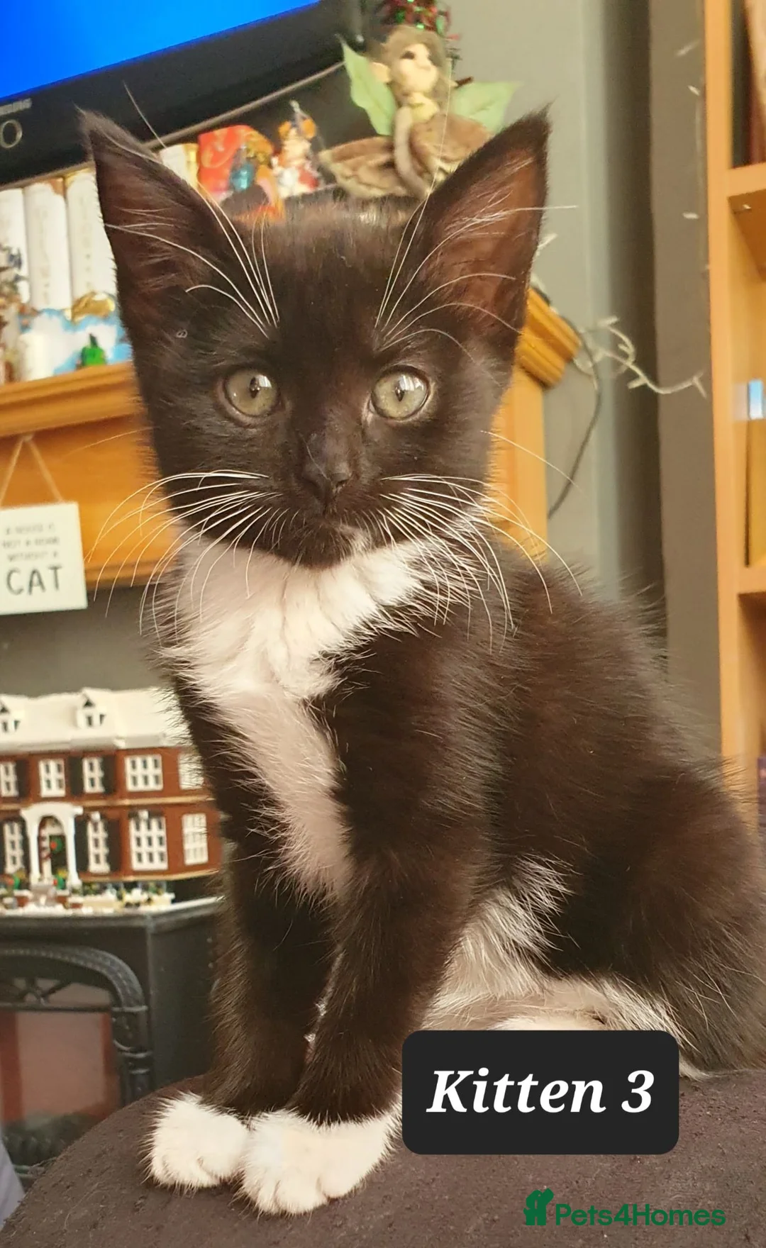 Mixed Breed cats for sale: 3 beautiful tux girls ready for new home - Advert 4