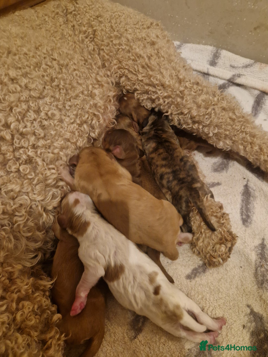 Cockapoo dogs for sale: Cockerpoo puppies F1 stunning colours - Image 3