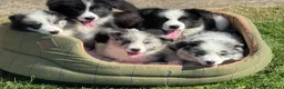 Border Collie dogs for sale: Stunning KC Registered Border Collie Puppies  - Advert 1