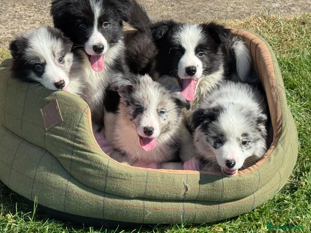 Border Collie dogs for sale: Stunning KC Registered Border Collie Puppies  - Advert 1