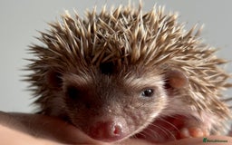 Pygmy Hedgehog rodents for sale: Ethically Bred African Pygmy Hedgehog 2 girls  - Advert 15