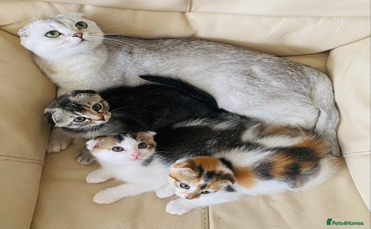 Scottish Fold cats - Advert 19