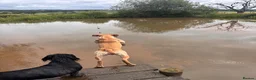 Labrador Retriever dogs for stud: Working Labrador stud  - Advert 5