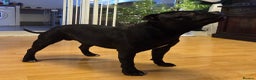 Staffordshire Bull Terrier dogs for stud: Black/Brindle and White Show quality Boy for Stud - Advert 2